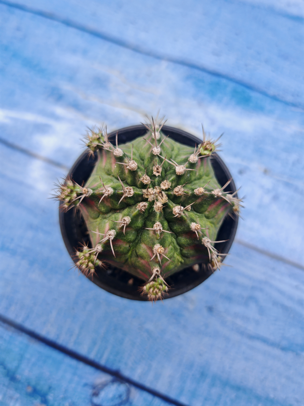 Gymnocalycium T-Rex Pink hybrid (Гимнокалициум T-rex)