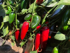 Эверман F1 семена перца острого (Clause / Клос)