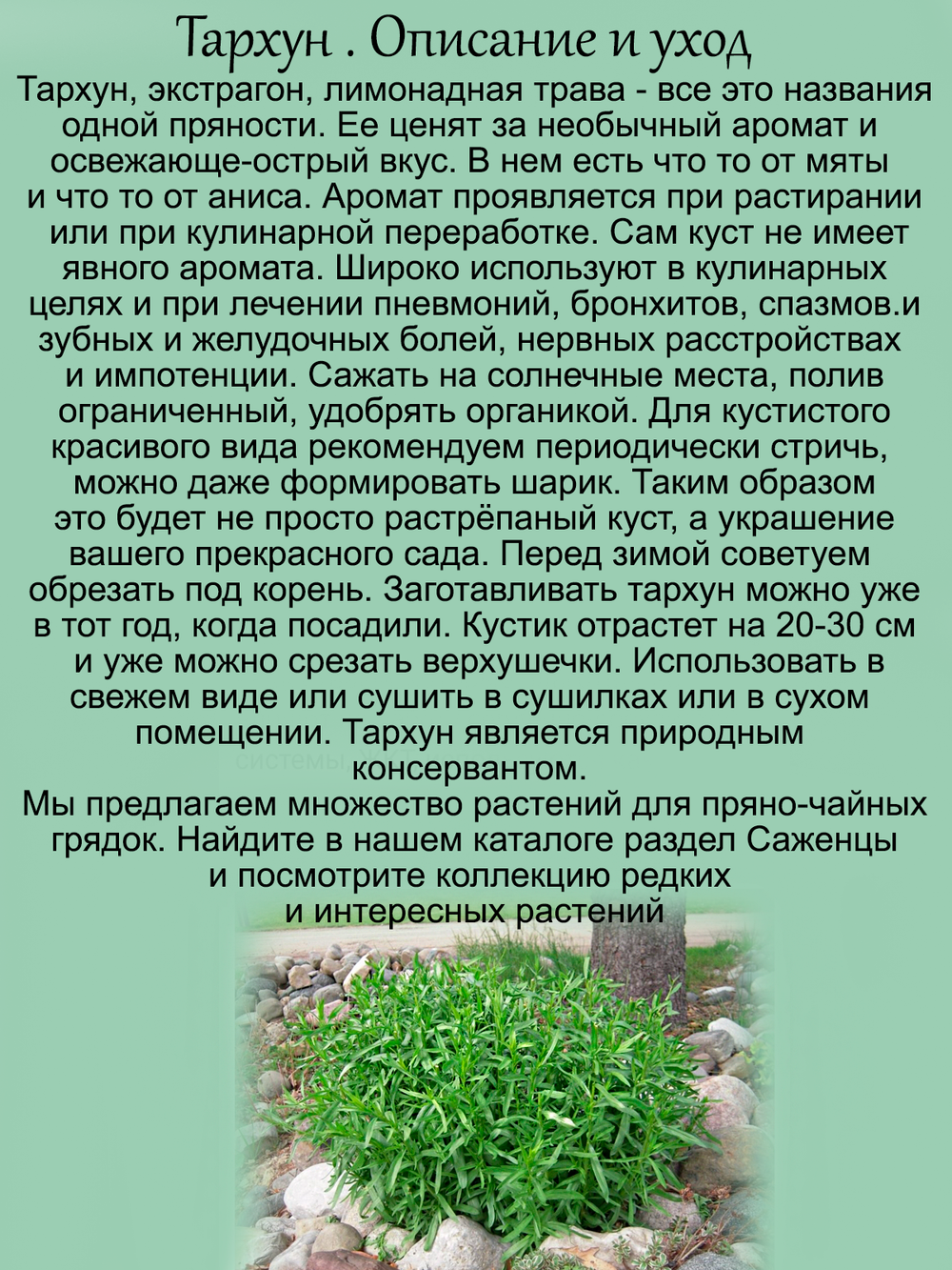 Тархун экстрагон лимонадная трава многолетник