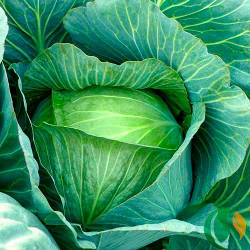 Капуста белокочанная Леннокс F1