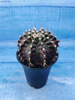Gymnocalycium T-Rex Pink hybride (Гимнокалициум T-rex)