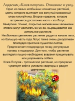 Лядвенец Клюв Попугая лотус канарский
