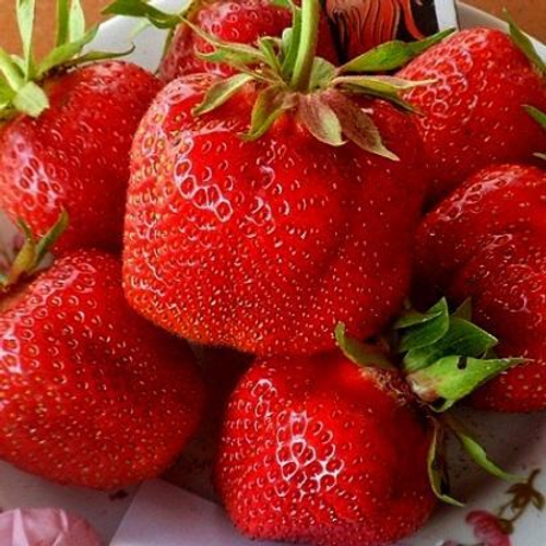 Джоли (крупноплодный сорт, средний срок созревания)