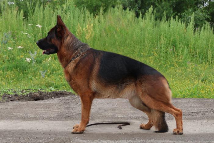 YUSTAS vom Team Furstenbrunn