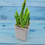 Monadenium Ellenbeckii (Монадениум)