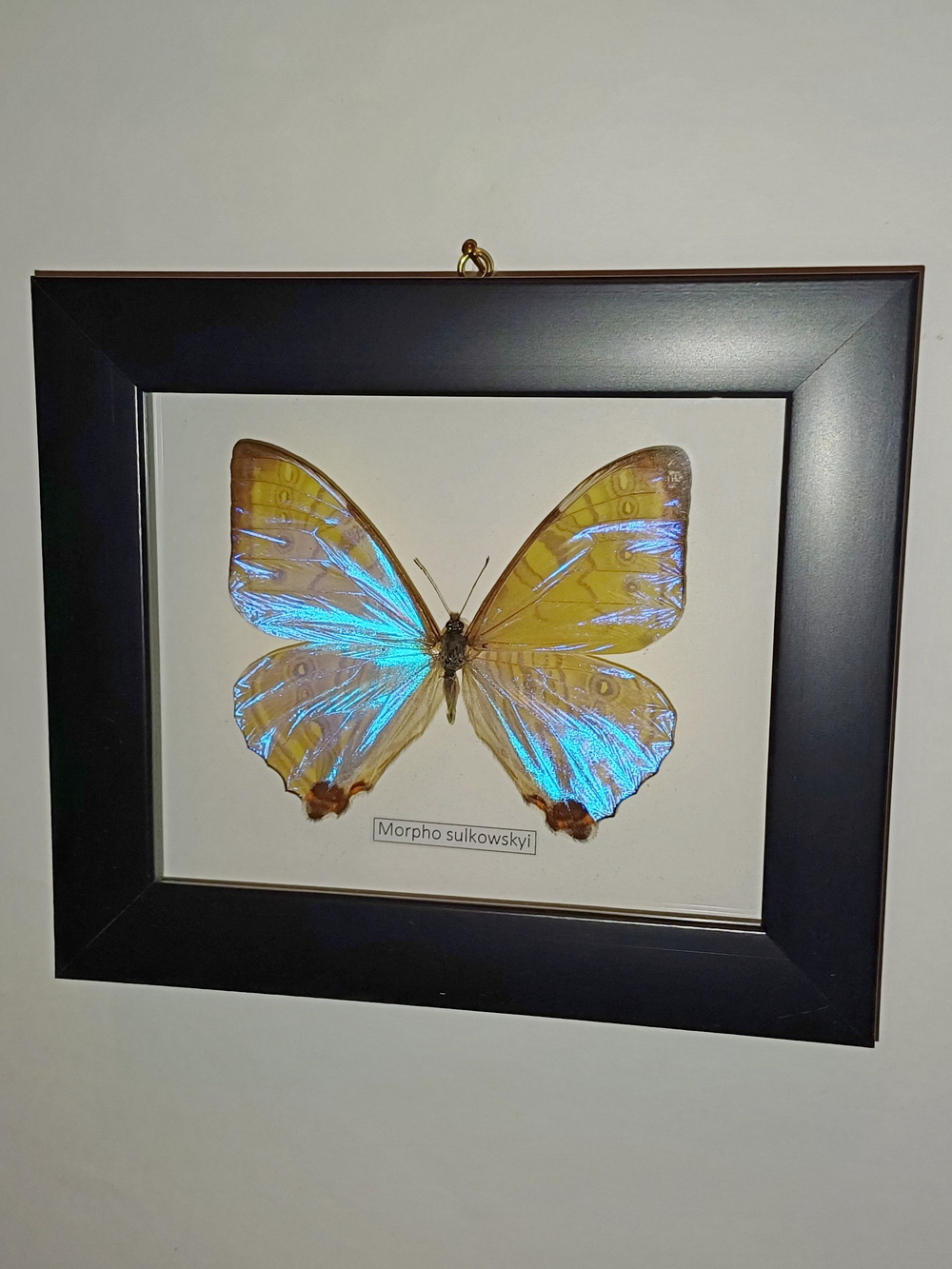 Бабочка Morpho sulkowskyi в рамке