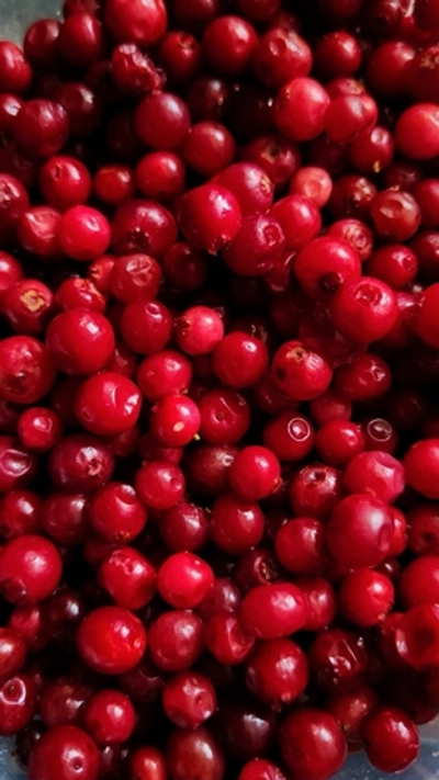 Брусника лесная