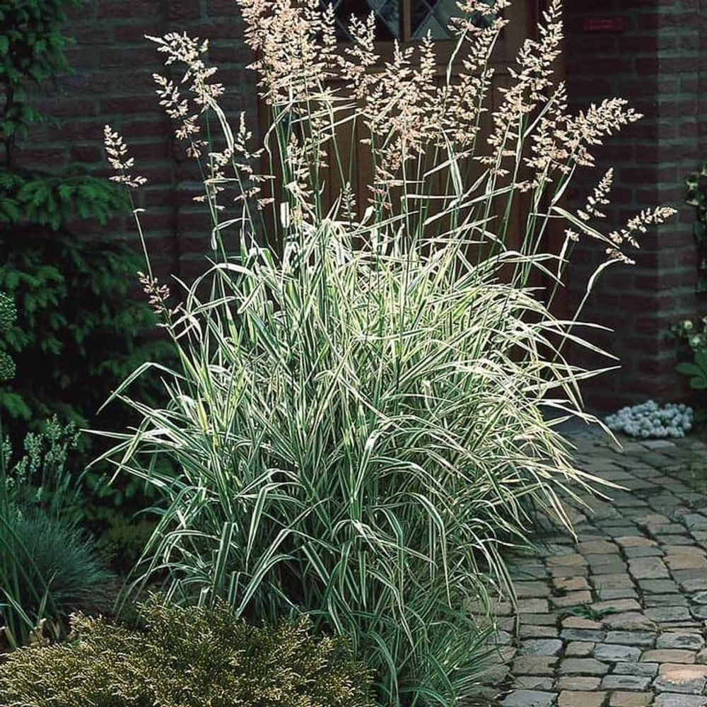 Фалярис тростниковый. Phalaris arundinacea.