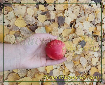 Яблоня Пепин шафранный