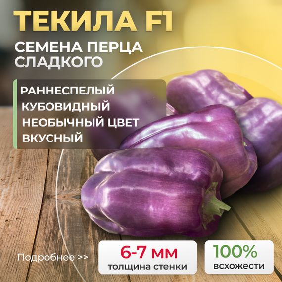 ТЕКИЛА F1 семена перца сладкого Enza Zaden_культура