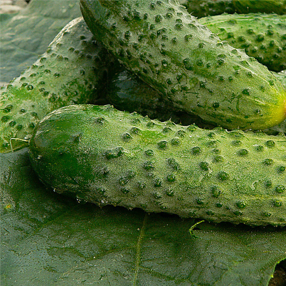 Герман F1 семена огурца партенокарпического (Seminis / Семинис)