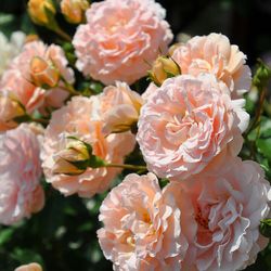 Психея (Psyche)