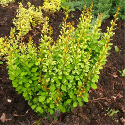 Барбарис Тунберга Паувау C2 20-30
