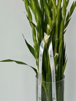 Гладиолус белый