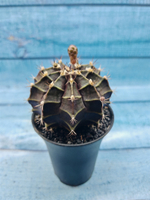 Gymnocalycium Mihanovichii black (Гимнокалициум)