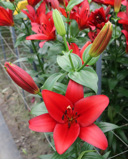 Лилия Орфео (7 шт) Волжский Сад