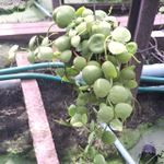 Дисхидия IMBRICATA