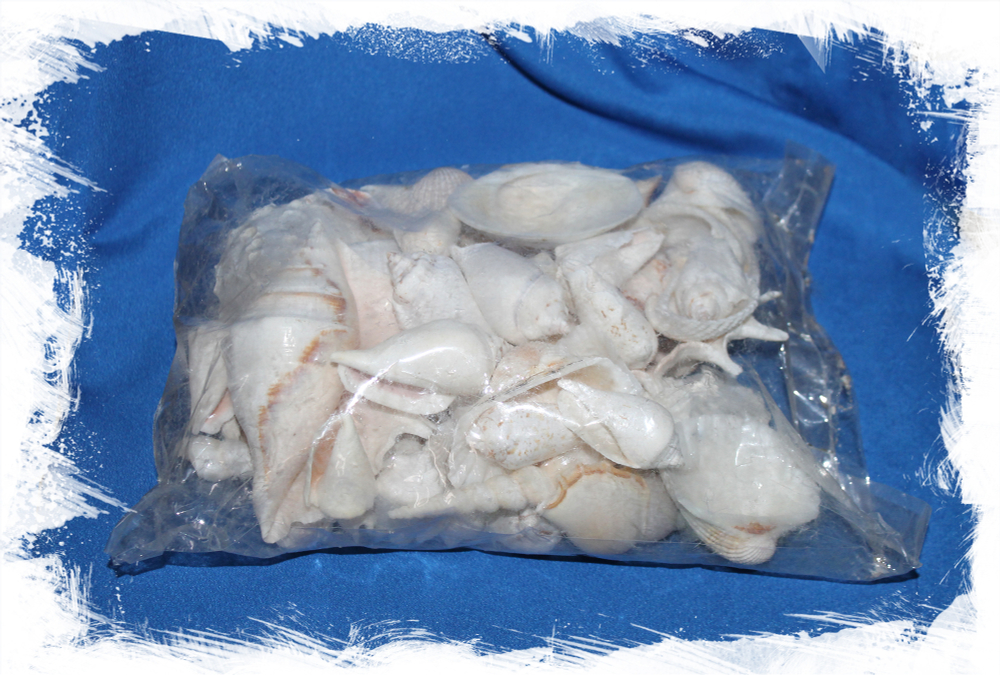 Набор морских ракушек для декора