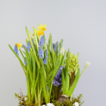 Композиция с первоцветами в синей корзине