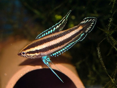 Гурами Лакричный (Синяя линия)