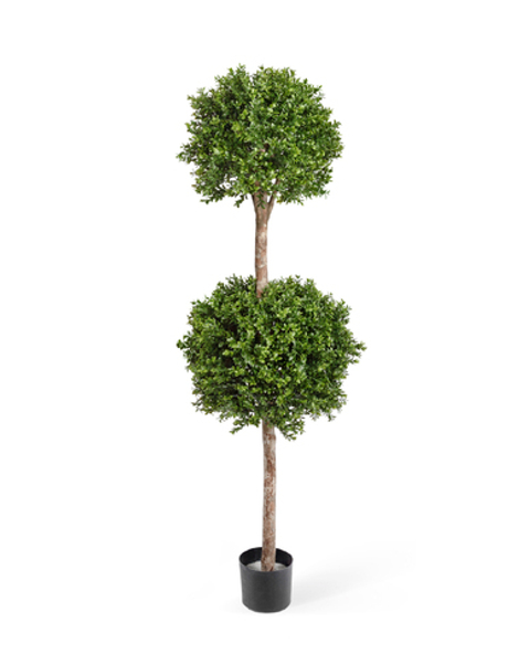 Самшит шар Двойной уличный 160 см