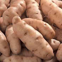 Аня, дикий картофель - Wild Potatoes fingers Anya, комплект из 10 клубней