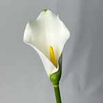 Калла белая