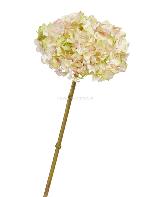 Гортензия нежно-розовая с нежно-лаймовым