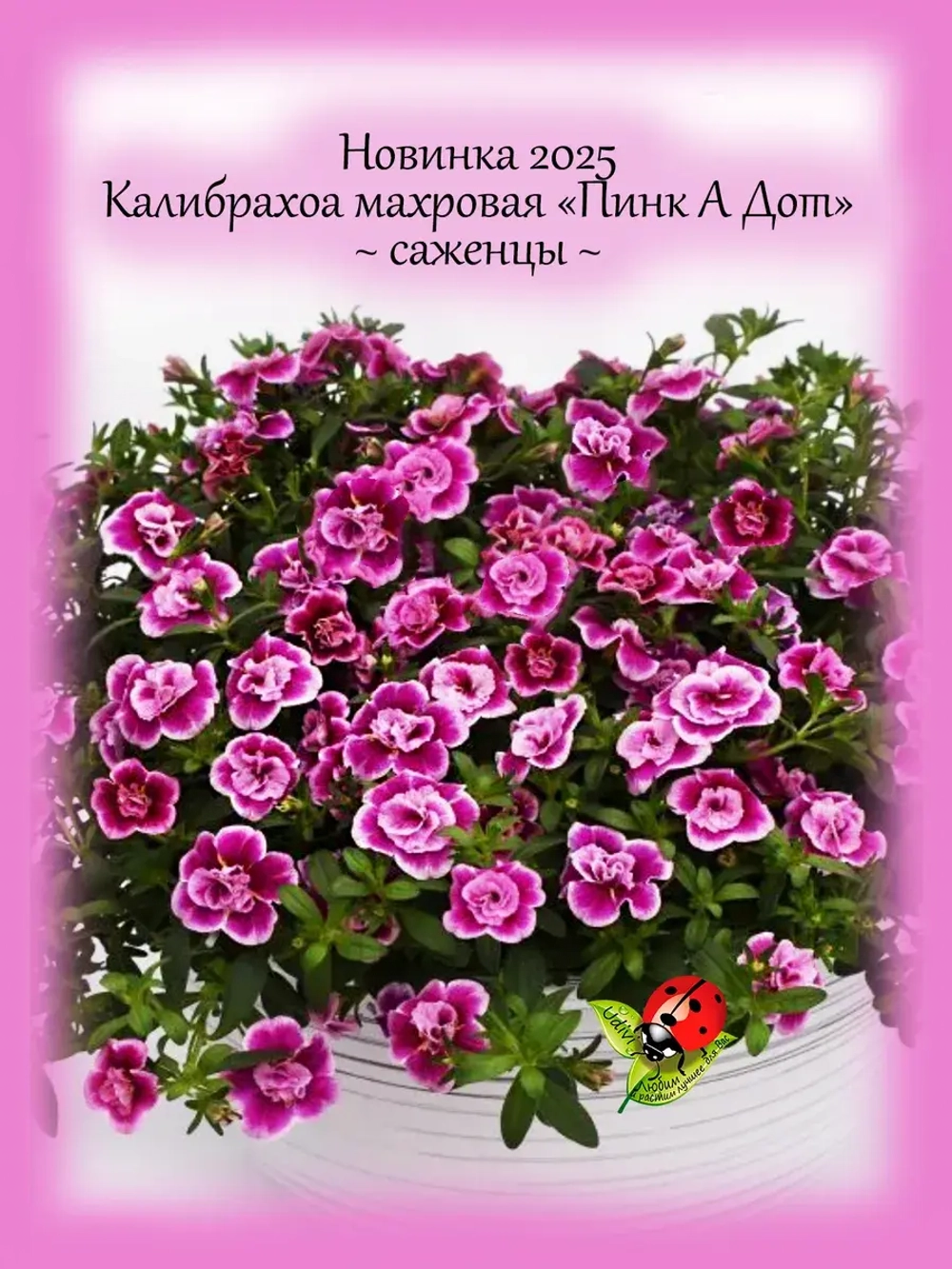 Калибрахоа Пинк а дот махровая