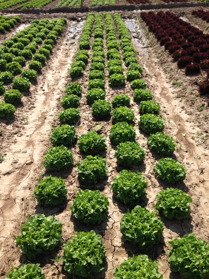 Крилда семена салата дуболистного – фото 4