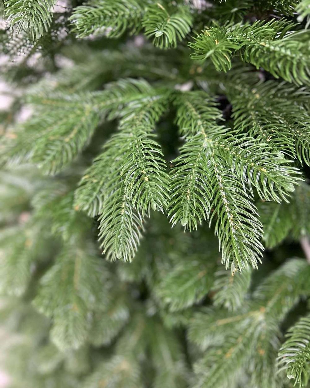 Ель искусственная «Королева леса» (Литая хвоя) 215 см / 2,15 м