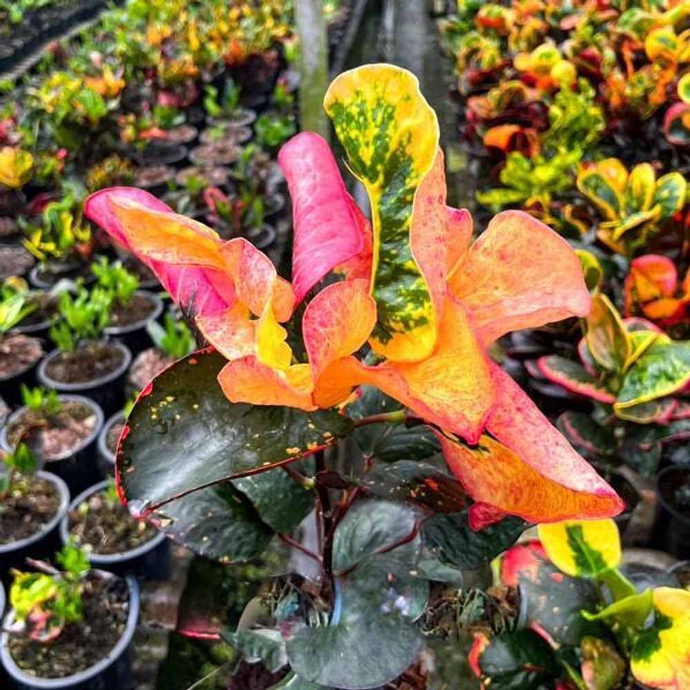 Кротон SAMUT SONGKHRAM