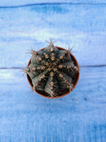 Gymnocalycium Friedrichii (Гимнокалициум)