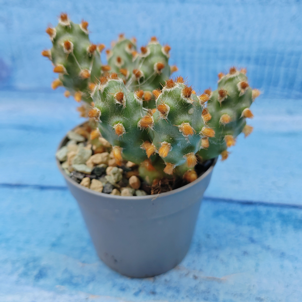 Tephrocactus Molinensis Red Glochids (Тефрокактус)