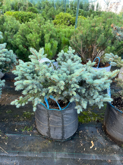 Ель колючая 'Glauca Globosa'