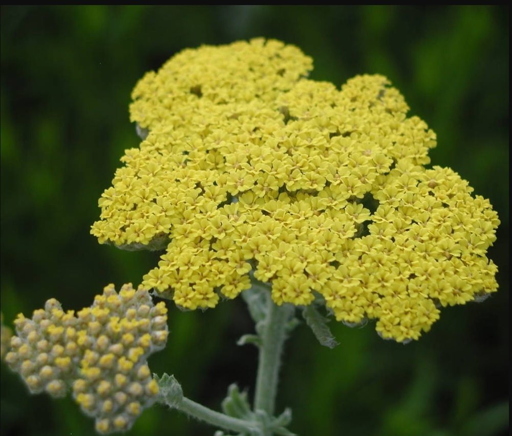 Тысячелистник "Moonshine". Achillea "Moonshine".