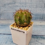 Melocactus Diersianus (Мелокактус)