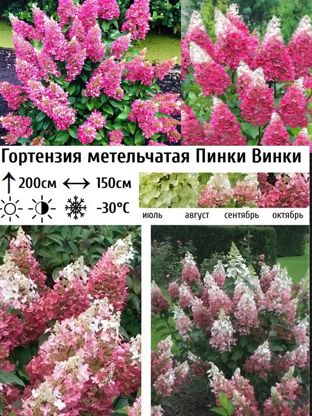 Пинки Винки гортензия метельчатая