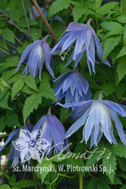 Клематис альпийский Mайдуэлл Холл Закупка М33 апрель 2026