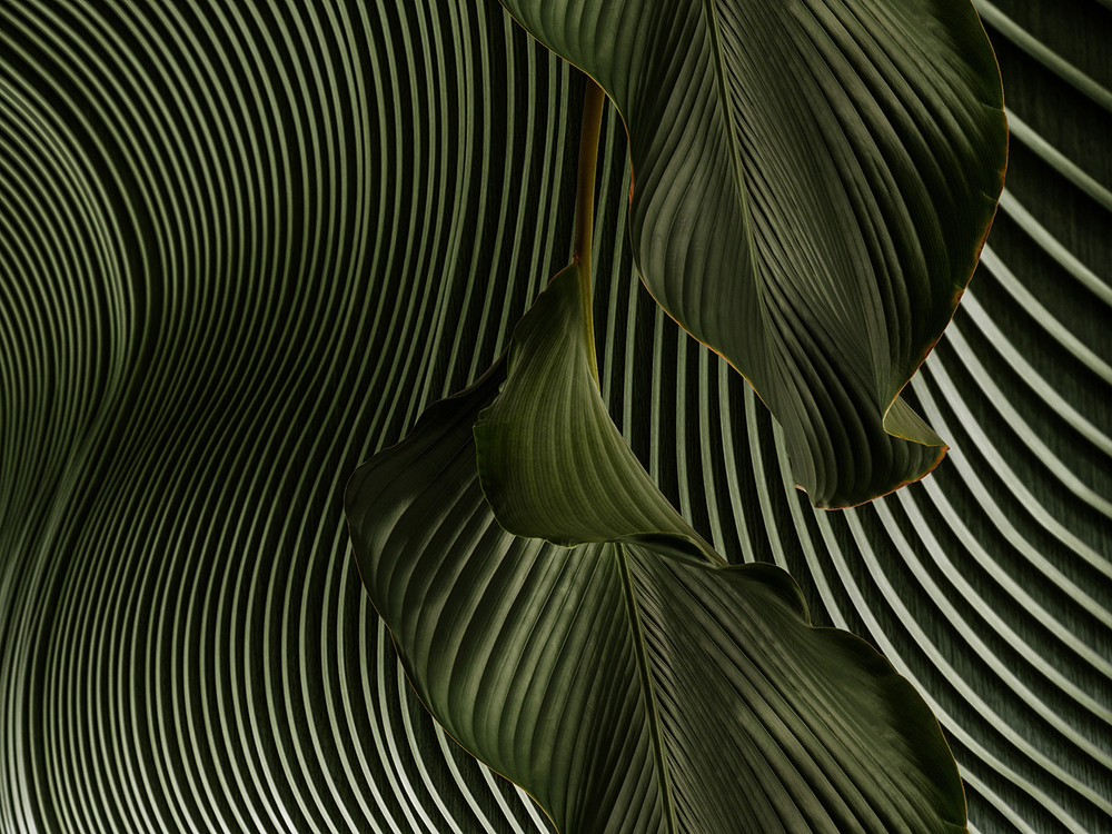 Дизайнерские обои Wall Street GreenDay-21