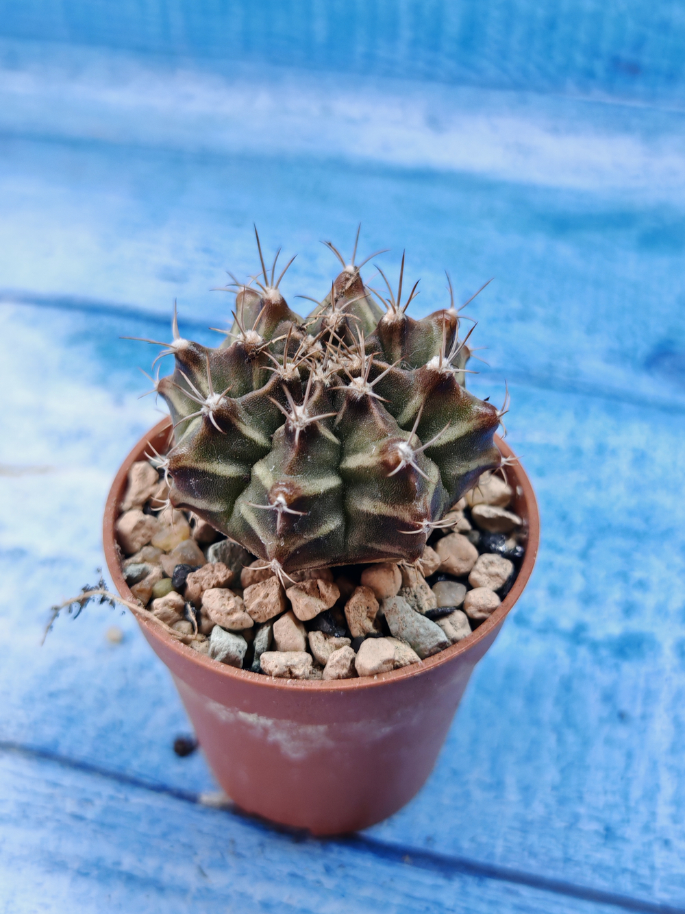 Gymnocalycium Friedrichii (Гимнокалициум)