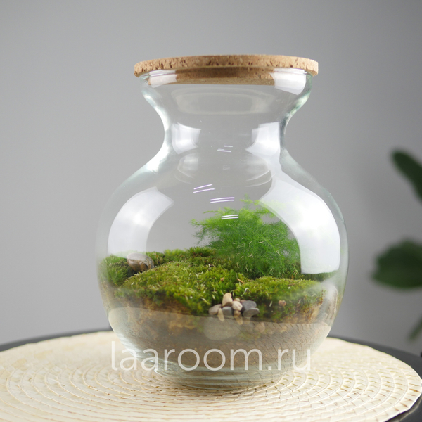 Флорариум эко-система Bubble Аспарагус