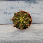 Gymnocalycium Friedrichii (Гимнокалициум)