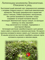 Актинидия коломикта Земляничная (жен)