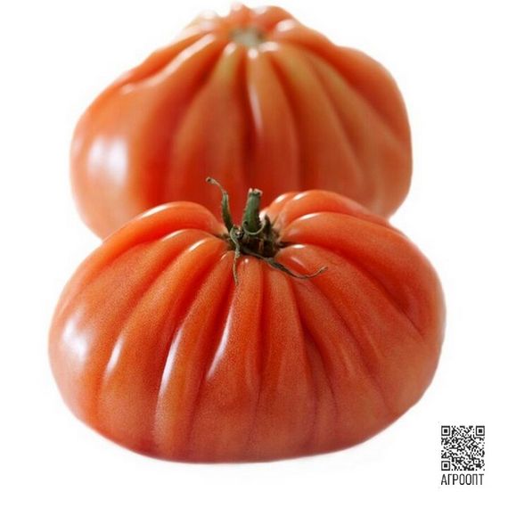 РУГАНТИНО F1 семена томата (Rijk Zwaan | Alexagro)