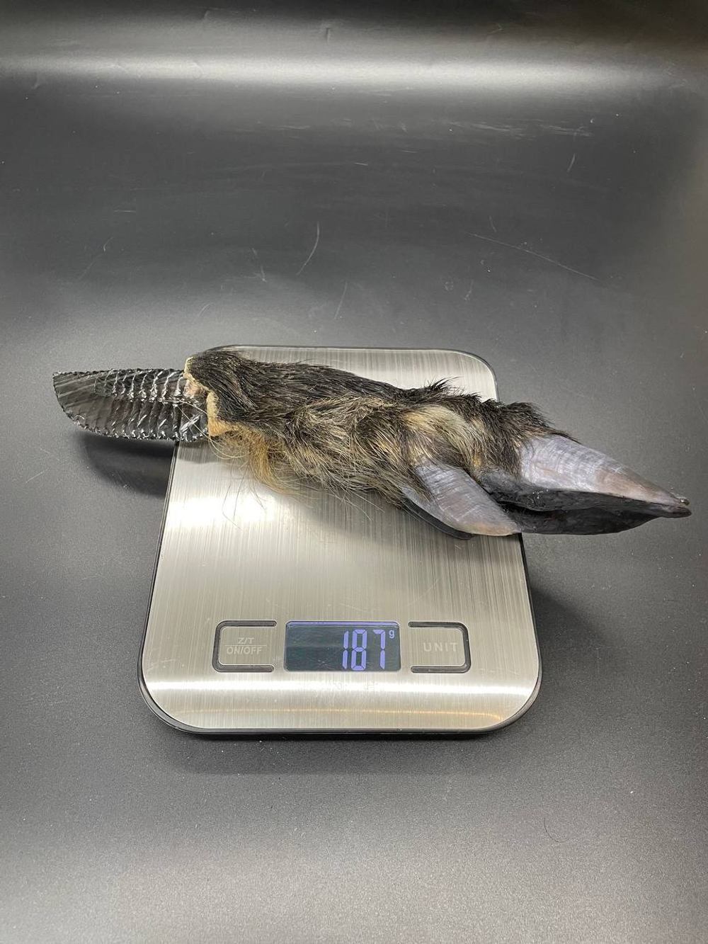 Обсидиановый нож с рукоятью копыта вепря 27 см