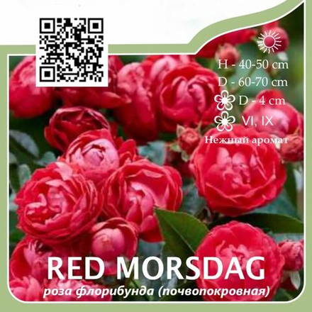 Роза флорибунда "Red Morsdag"