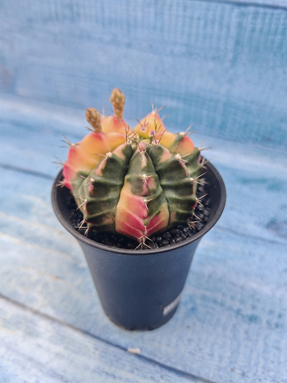 Gymnocalycium Variegata (Гимнокалициум Вариегатный)