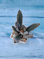 Kalanchoe Tomentosa (Каланхоэ)