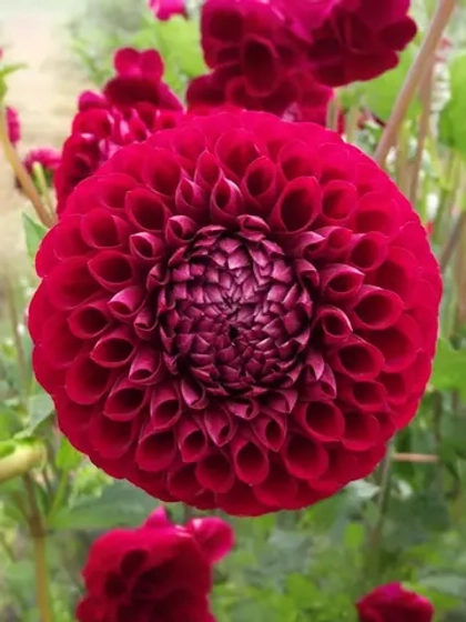 Георгин помпонный Корнел